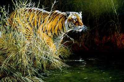 Something Stirred – Bengal Tiger- Signed By The Artist								 – Paper Lithograph
								 – Limited Edition
								 – 76 A/P
								 – 
								19 x 28 7/8