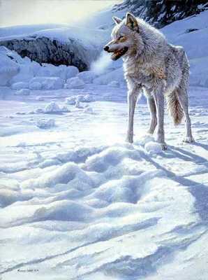 Spirit Of The North – White Wolf- Signed By The Artist								 – Paper Lithograph
								 – Limited Edition
								 – 950 S/N
								 – 
								27 5/8 x 22 1/2