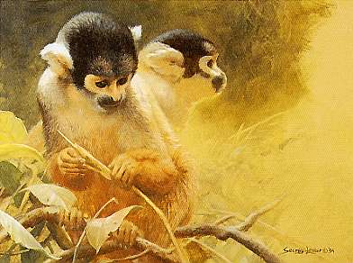 Squirrel Monkey Study- Signed By The Artist								 – Paper Lithograph
								 – Limited Edition
								 – 150 S/N
								 – 
								8 x 11								
								 –