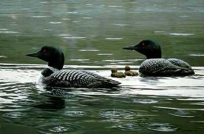 Summer Rain – Common Loons- Signed By The Artist								 – Paper Lithograph
								 – Limited Edition
								 – 4500 S/N
								 – 
								19 x 28 3/8