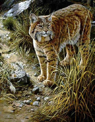 Sundown Alert – Bobcat- Signed By The Artist								 – Paper Lithograph
								 – Limited Edition
								 – 56 A/P
								 – 
								25 5/8 x 20