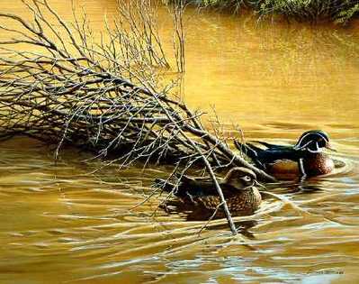 Sundown Reflections – Wood Ducks- Signed By The Artist								 – Paper Lithograph
								 – Limited Edition
								 – 56 A/P
								 – 
								19 x 22 1/8