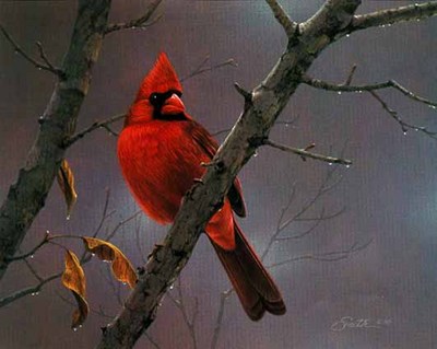 Hot Shot – Cardinal- Signed By The Artist								 – Paper Lithograph
								 – Limited Edition
								 – 76 A/P
								 – 
								8 x 10