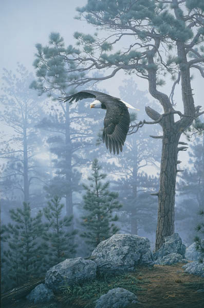 Shrouded Forest – Bald Eagle- Signed By The Artist								 – Clayboard Rigiclee
								 – Limited Edition
								 – 36 A/P
								 – 
								33 1/2 x 22