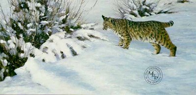 Something Moved – Bobcat- Signed By The Artist								 – Paper Lithograph
								 – Limited Edition
								 – 950 S/N
								 – 
								19 x 31 5/8