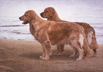 Goldens At The Shore- Signed By The Artist								 – Canvas Giclee
								 – Limited Edition
								 – 150 S/N
								 – 
								18 x 26